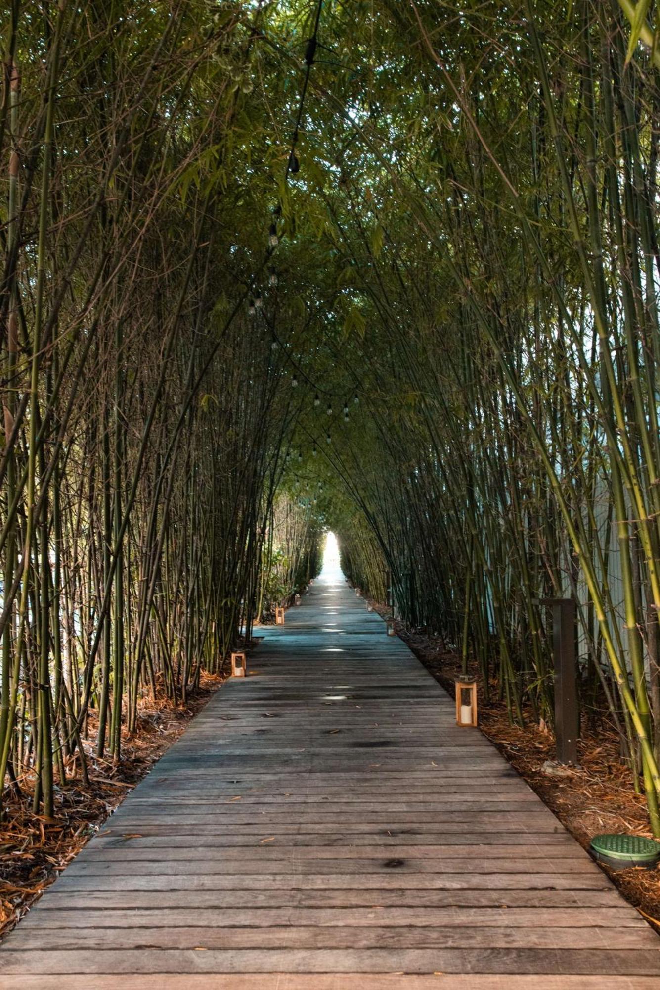 阿罗鹦鹉螺酒店 迈阿密海滩 外观 照片 Bamboo forest in China